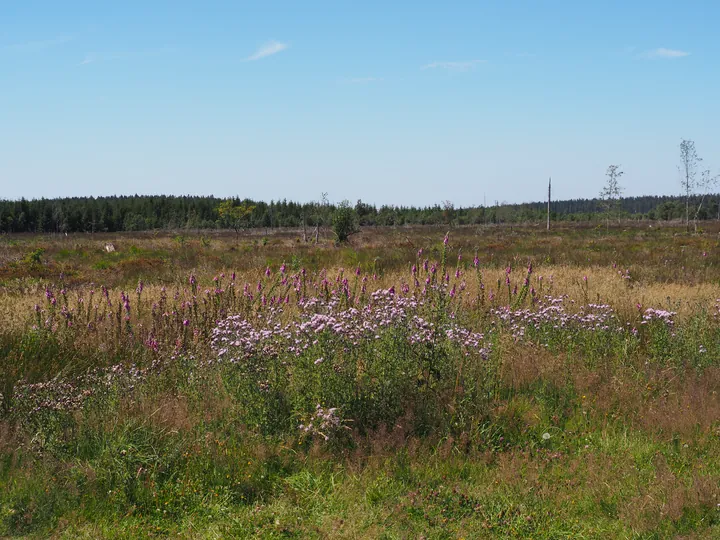 Signal de Botrange (België)